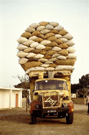 arachide-3.jpg