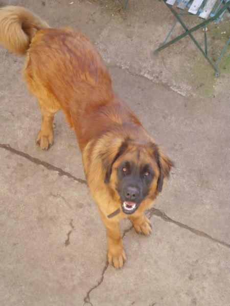 Oscar