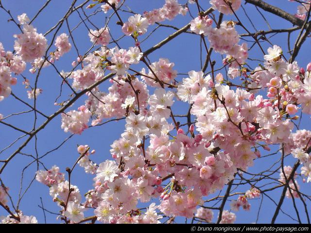 normal_printemps-arbre-fleurs-3[1].jpg