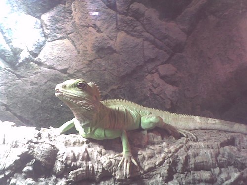 Un dragon d'eau