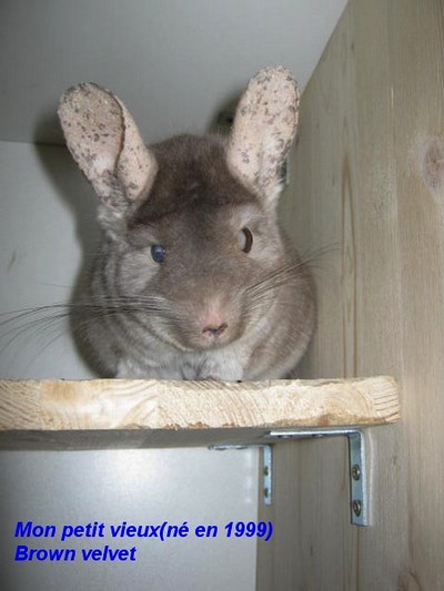 La baronne fait l'élevage de chinchillas