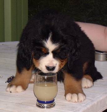 pastis.jpg