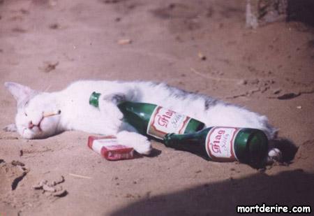 chat-bourre.jpg