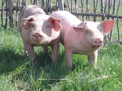 2cochons%5B1%5D.jpg