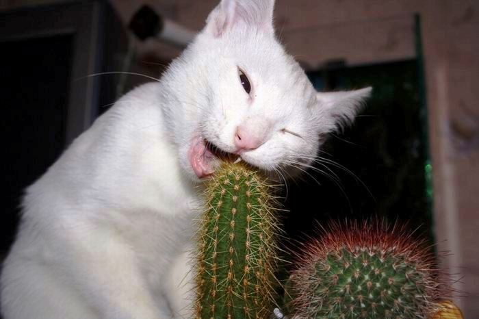 tu ne manqueras pas de piquants !!!!