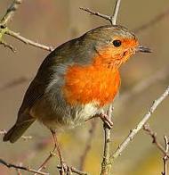 rouge gorge.jpg