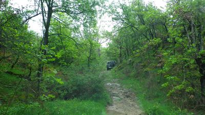 JC Foret chemin.jpg