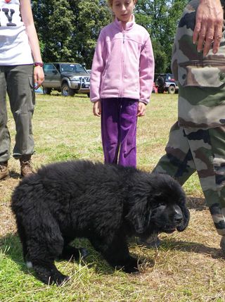 Il aurait pu étre la mascotte