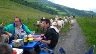 Repas chèvres.jpg