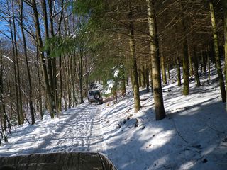 Chemin bois soleil 2.jpg
